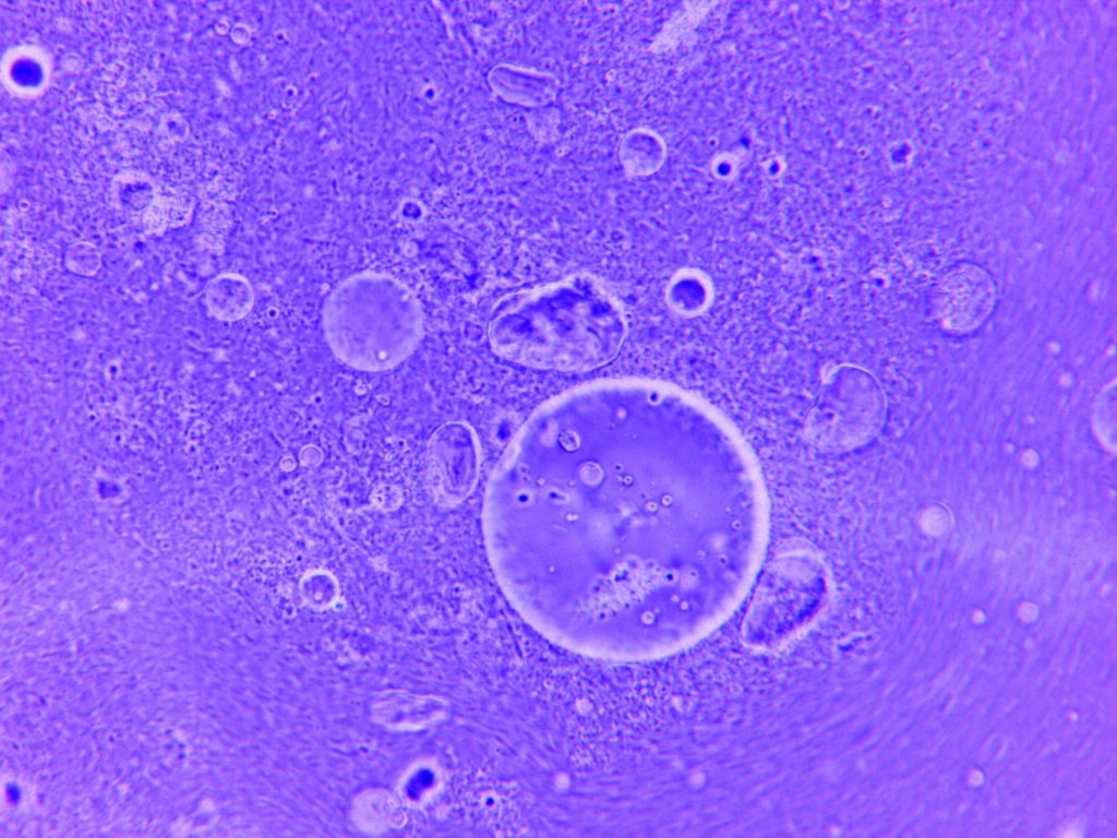 Fluorescencia celular